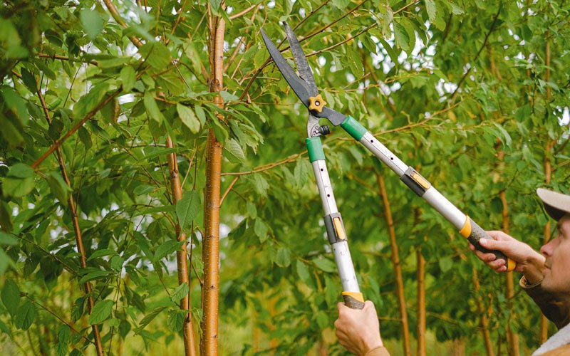 Tree trimming in Maurepas, LA
